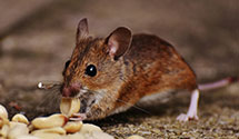 24 Hour & Emergency Exterminators in Stewartville, MN